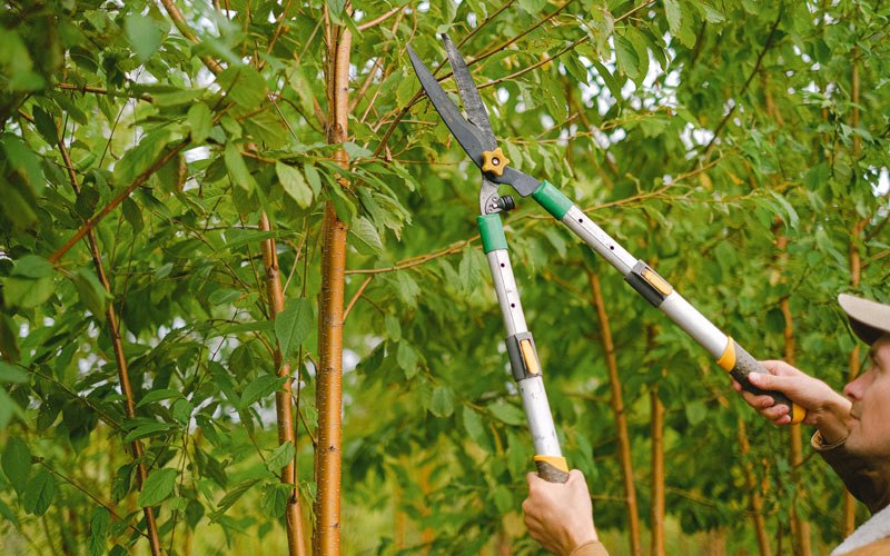 Tree trimming in Millerton, IA